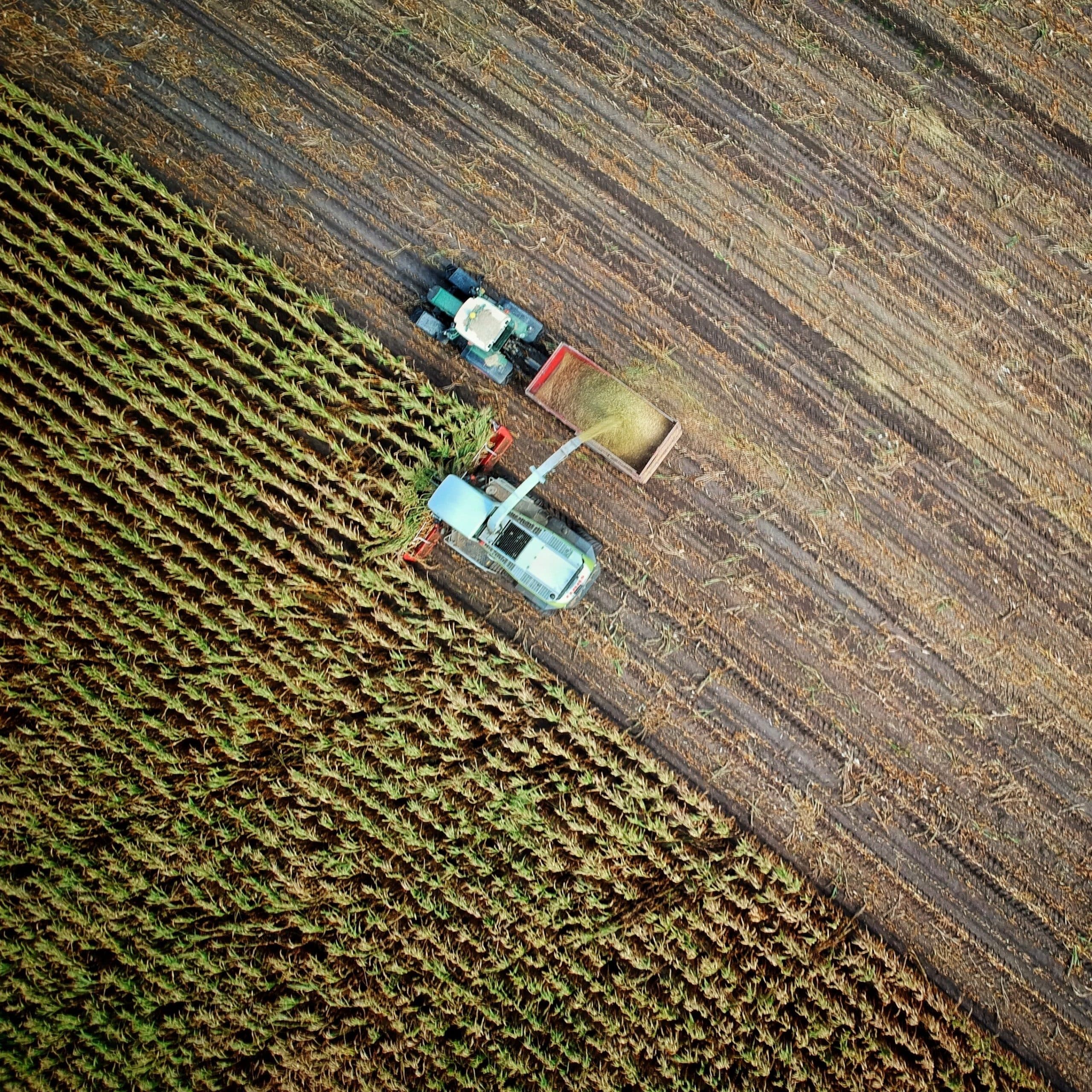 Combine harvester unloading grain into a tractor trailer
